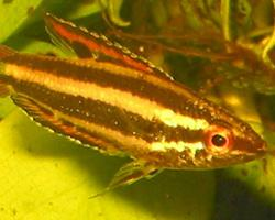 Foto: Parosphromenus sumatranus