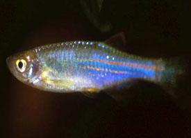 Foto: Pearl danio