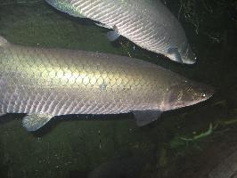 Foto: Arapaima velká