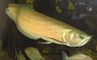 Foto: Arowana dvojvousá