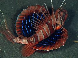 Foto: Parapterois heterura