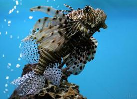 Foto: Red lionfish