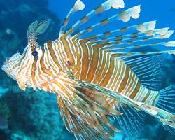 Foto: Devil firefish