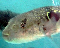 Foto: Čtverzubec fugu