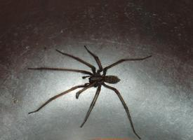 Foto: Barn funnel weaver