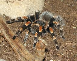 Foto: Brachypelma smithi