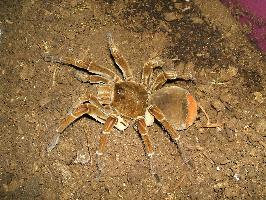 Foto: Theraphosa blondi