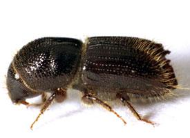 Foto: European spruce bark beetle
