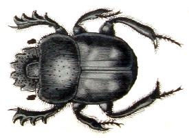 Foto: Sacred scarab