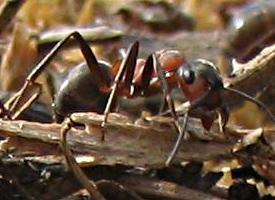 Foto: Mravenec lesní menší