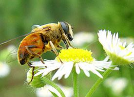 Foto: Včela obrovská