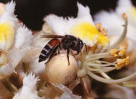 Foto: Včela květná