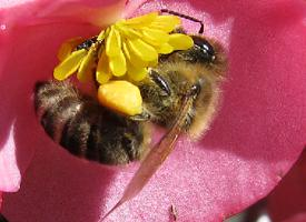 Foto: Včela medonosná