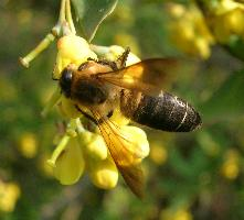 Foto: Včela skalní