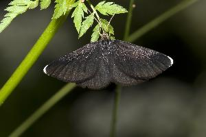Foto: Černokřídlec smuteční