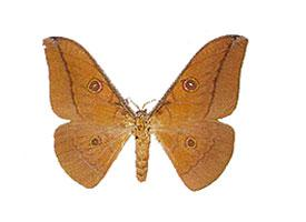 Foto: Antheraea alleni