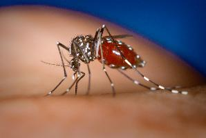 Foto: Komár tygrovaný