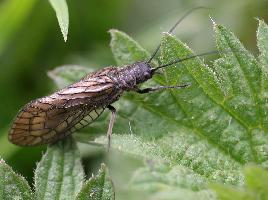 Foto: Alderfly