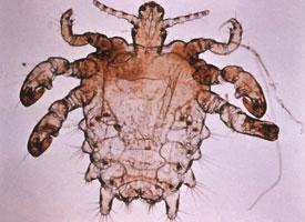 Foto: Crab louse