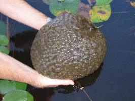 Foto: Magnificent bryozoan