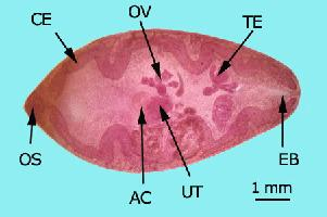 Foto: Japanese lung fluke