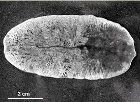 Foto: Fascioloides magna