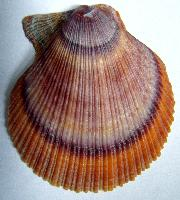 Foto: Iceland scallop