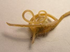 Foto: Feline roundworm