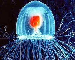 Foto: Turritopsis nutricula