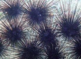 Foto: Mořský ježek