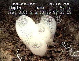 Foto: Křemité houby