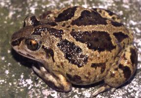 Foto: Common spadefoot