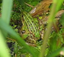 Foto: Pool frog