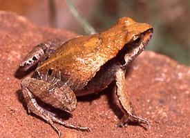 Foto: Cuyaba dwarf frog