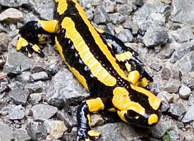 Foto: Fire salamander