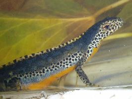 Foto: Alpine newt