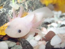 Foto: Axolotl mexický