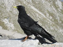 Foto: Alpine chough