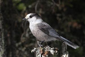 Foto: Canada jay