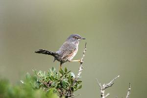 Foto: Dartford warbler