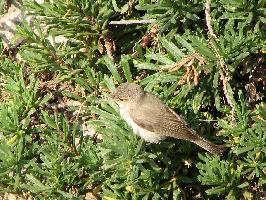 Foto: Eastern olivaceous warbler