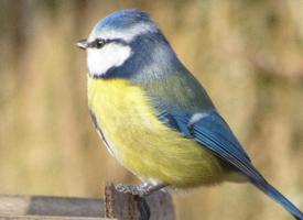 Foto: Eurasian blue tit