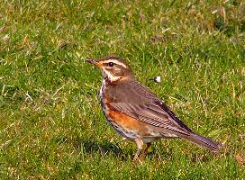 Foto: Redwing