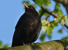Foto: Common blackbird