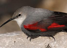 Foto: Wallcreeper