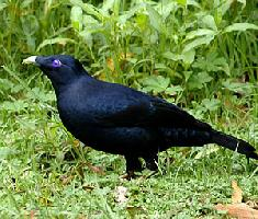 Foto: Satin bowerbird