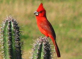 Foto: Vermilion cardinal