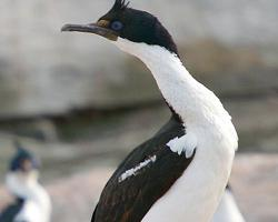 Foto: Imperial shag