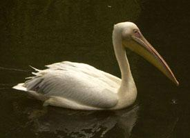 Foto: Great white pelican