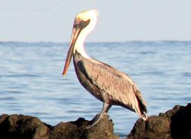Foto: Brown pelican